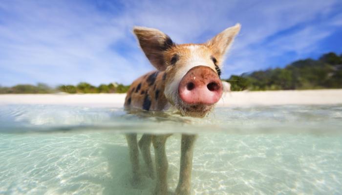 Pig Beach Bahamy